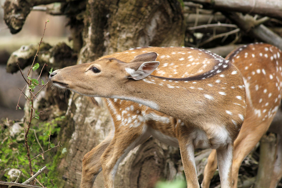 No Leaf Left Behind..!!! :) Taken in Nisargadhama, Karnataka Axis axis,Chital,Geotagged,India