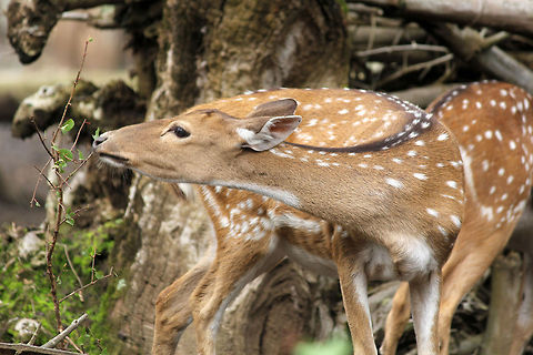 No Leaf Left Behind..!!! :) Taken in Nisargadhama, Karnataka Axis axis,Chital,Geotagged,India