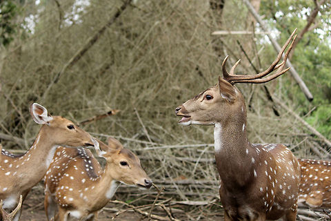 Daddy's Home Taken in Nisargadhama, Karnataka Geotagged,India