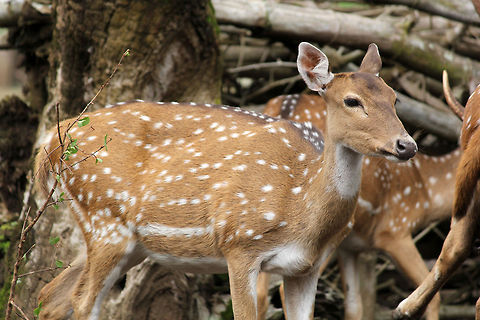 Chital's DP Facebook Profile pic of the Spotted Deer

Taken in Nisargadhama, Karnataka Axis axis,Chital,Geotagged,India