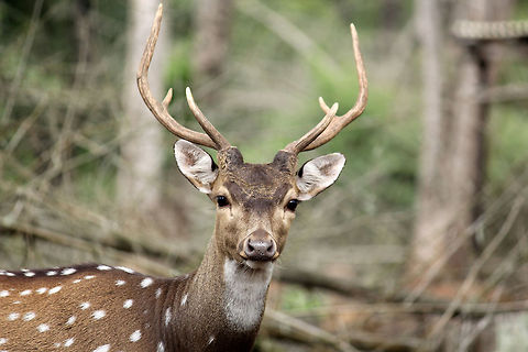 Portrait of Spotted Deer Taken in Nisargadhama, Karnataka Axis axis,Chital