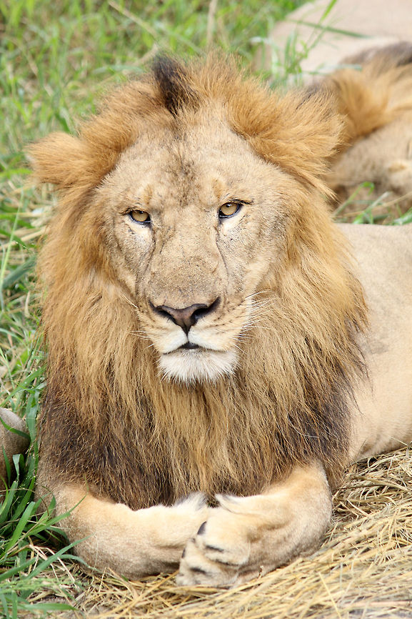 Aslan of Bannerghatta.. :P  Geotagged,India,Lion,Panthera leo