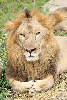 Aslan of Bannerghatta.. :P  Geotagged,India,Lion,Panthera leo