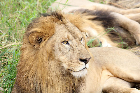 Even Lions love Candid shots... :)  Geotagged,India,Lion,Panthera leo