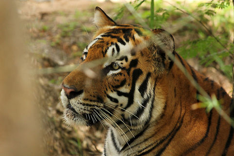 Portrait of Bengal Tiger Unfortunately the tree bark came in pic.. :P Geotagged,India,Panthera tigris,Tiger