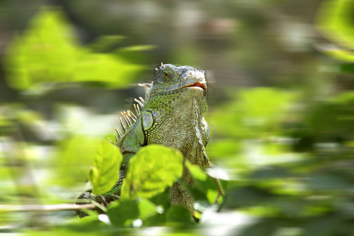 Peekaboo This photo has been edited to bring the primary subject (Green Iguana) into full focus. The pic size remains original and has not been cropped. However, the background behind the subject has been blurred intentionally Geotagged,Green iguana,Iguana iguana,India