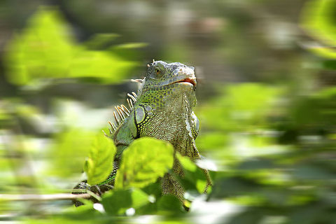 Peekaboo This photo has been edited to bring the primary subject (Green Iguana) into full focus. The pic size remains original and has not been cropped. However, the background behind the subject has been blurred intentionally Geotagged,Green iguana,Iguana iguana,India
