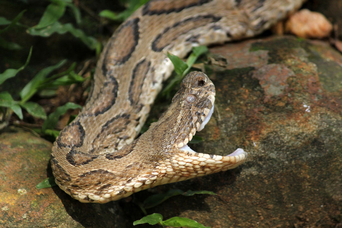 Russell's Viper Caught him yawning.. :) Daboia russelii,Geotagged,India,Russells viper