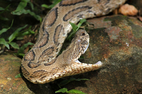 Russell's Viper Caught him yawning.. :) Daboia russelii,Geotagged,India,Russells viper