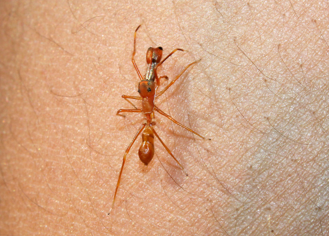 Kerengga Ant-like Jumper Another pic of the same spidey climbing my friends hands.. Geotagged,India,Kerengga Ant-like Jumper,Kerengga ant-like jumper,Myrmaplata plataleoides,Myrmarachne plataleoides