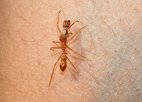 Kerengga Ant-like Jumper Another pic of the same spidey climbing my friends hands.. Geotagged,India,Kerengga Ant-like Jumper,Kerengga ant-like jumper,Myrmaplata plataleoides,Myrmarachne plataleoides