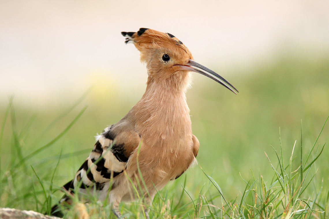 Hoopoe's Portrait A regular visitor at our door step in Riyadh, Saudi Arabia Geotagged,Hoopoe,Saudi Arabia,Summer,Upupa epops