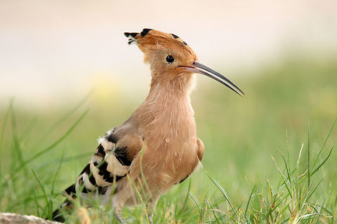 Hoopoe's Portrait A regular visitor at our door step in Riyadh, Saudi Arabia Geotagged,Hoopoe,Saudi Arabia,Summer,Upupa epops