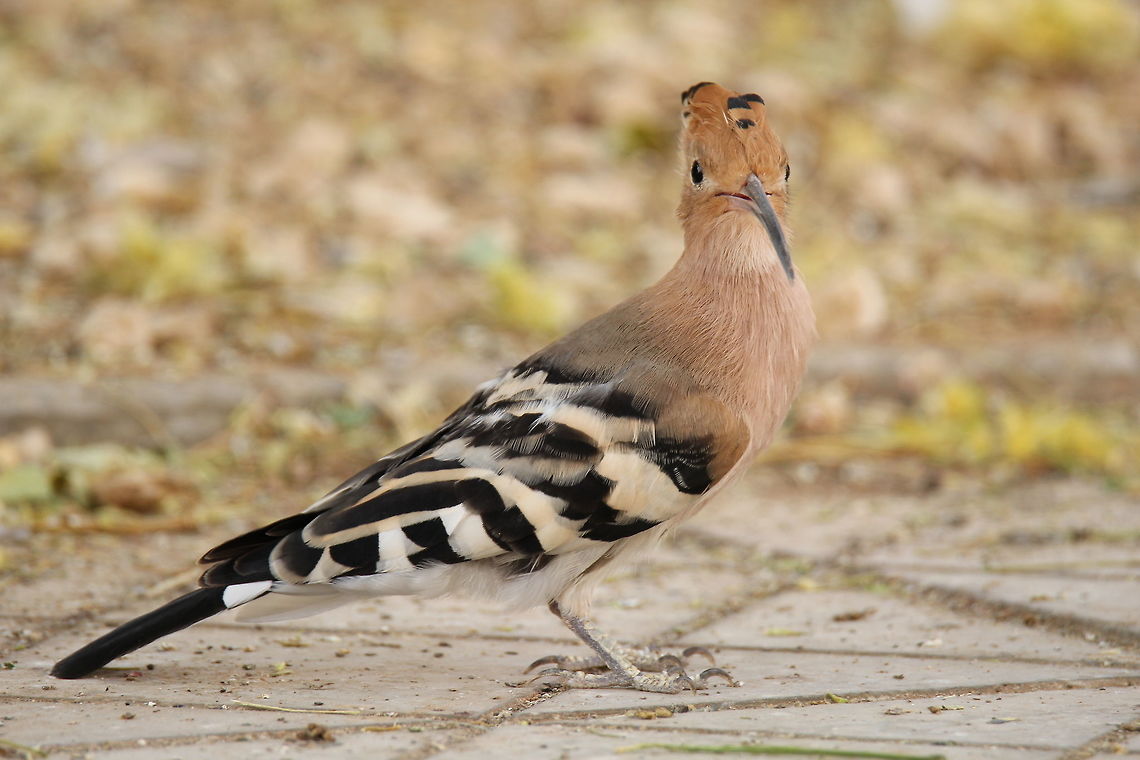 Looking Sharp..!! Little beauty of Riyadh Geotagged,Hoopoe,Saudi Arabia,Summer,Upupa epops