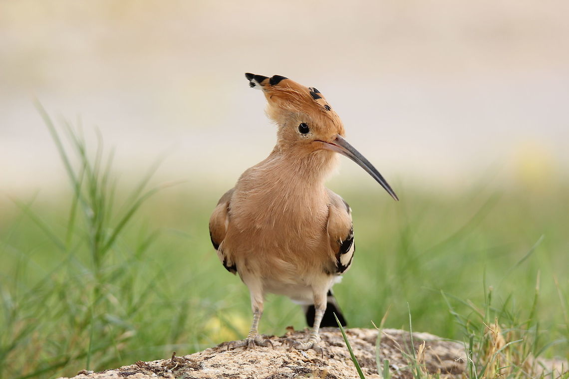 Common Hoopoe Hunting for worms in our lawn..!!  Geotagged,Hoopoe,Saudi Arabia,Summer,Upupa epops