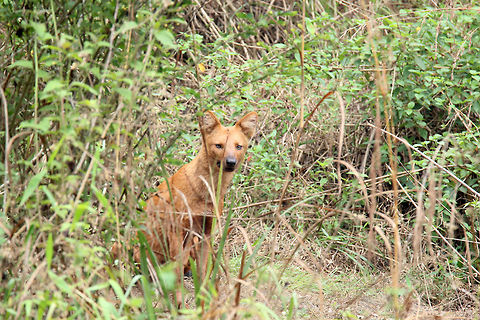 Dhole Caught him in Periyar national Park Cuon alpinus,Dhole,Geotagged,India,Spring