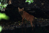 Dhole in Periyar National Park Apologies for the dark pic but this little guy was hiding under a Banyan tree near a river bed. Hence the bad lighting. Cuon alpinus,Dhole,Geotagged,India,Spring