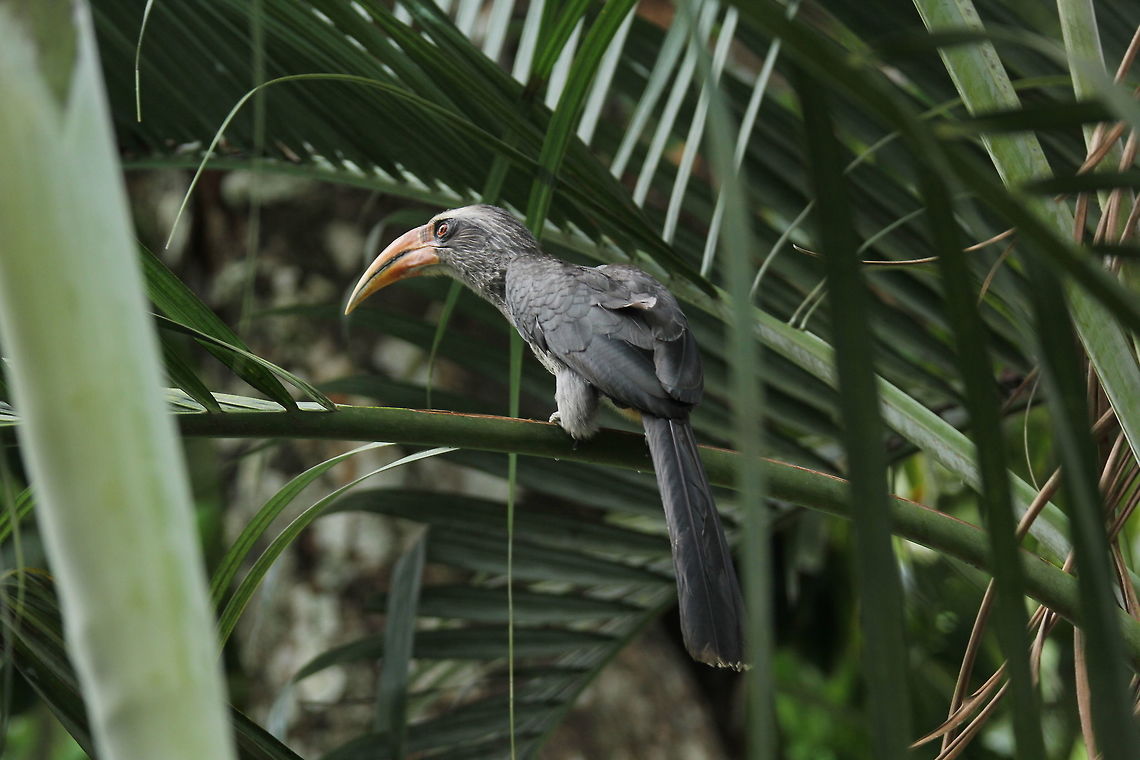 Malabar Grey Hornbill Snap taken in Periyar National Park Geotagged,India,Malabar Grey Hornbill,Ocyceros griseus,Spring