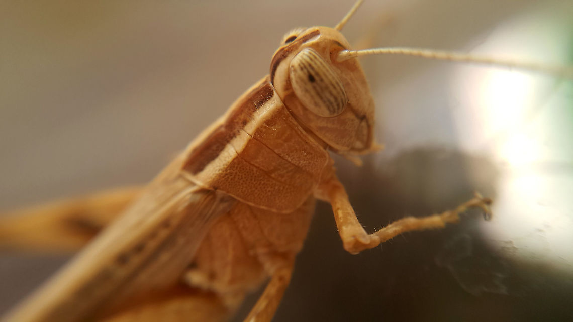 Heteracris littoralis Macro I am taking a wild guess here... Not sure if its a House Cricket or a Desert Locust. But it does look like the desert locust available in Google Images<br />
<br />
Updating the Pic title based on recent discussion on the following pics<br />
<figure class="photo"><a href="https://www.jungledragon.com/image/52942/heteracris_littoralis_full_body.html" title="Heteracris littoralis Full Body"><img src="https://s3.amazonaws.com/media.jungledragon.com/images/806/52942_thumb.jpg?AWSAccessKeyId=05GMT0V3GWVNE7GGM1R2&Expires=1769040010&Signature=3UjvffL0ak9c2rjMzj2cM5R30Vc%3D" width="200" height="156" alt="Heteracris littoralis Full Body Again, the species is just a guess. It would be great if some can accurately identify the species Geotagged,Heteracris littoralis,Mediterranean Splendid Grasshopper,Saudi Arabia" /></a></figure> Geotagged,Heteracris littoralis,Mediterranean Splendid Grasshopper,Saudi Arabia,Summer