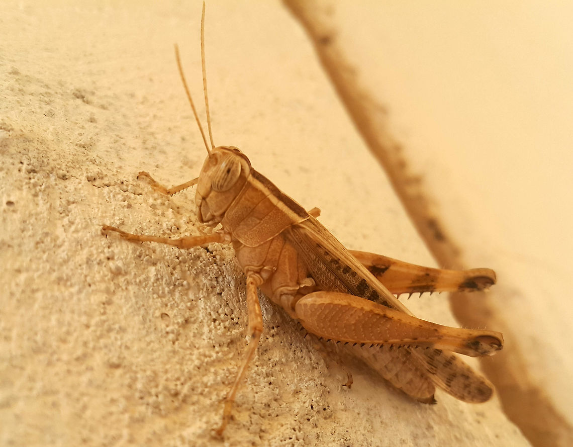 Heteracris littoralis Full Body Again, the species is just a guess. It would be great if some can accurately identify the species Geotagged,Heteracris littoralis,Mediterranean Splendid Grasshopper,Saudi Arabia