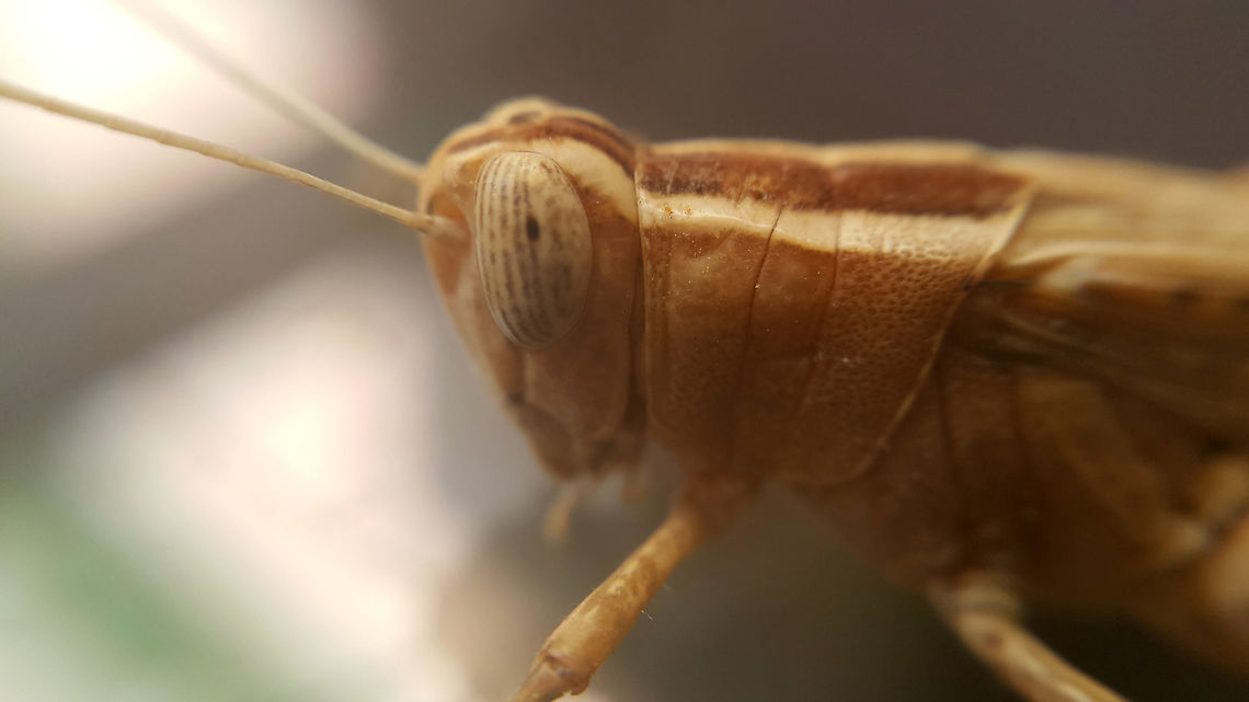 2nd Macro, Heteracris littoralis Would love some help here with species please.  Geotagged,Heteracris littoralis,Mediterranean Splendid Grasshopper,Saudi Arabia,Summer