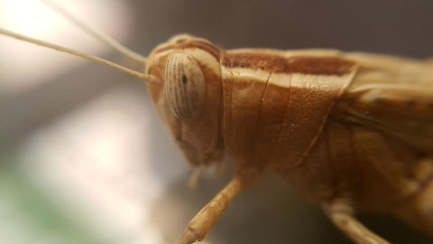 2nd Macro, Heteracris littoralis Would love some help here with species please.  Geotagged,Heteracris littoralis,Mediterranean Splendid Grasshopper,Saudi Arabia,Summer