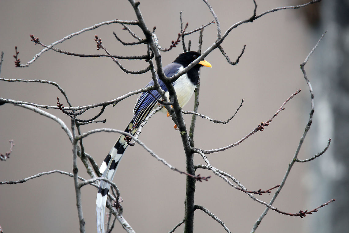 Blue Magpie in all its Beauty Took this pic during my vacation in Manali, Himachal Pradesh, India Geotagged,India,Urocissa flavirostris,Winter,yellow-billed blue magpie