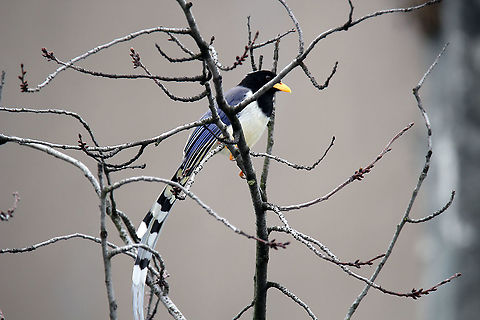 Blue Magpie in all its Beauty Took this pic during my vacation in Manali, Himachal Pradesh, India Geotagged,India,Urocissa flavirostris,Winter,yellow-billed blue magpie