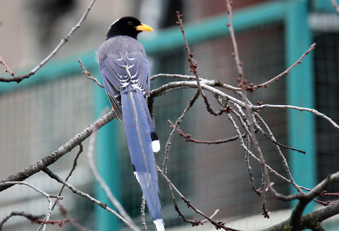Yellow-Billed Blue Magpie Caught it during my vacation in Manali, Himachal Pradesh, India Geotagged,India,Urocissa flavirostris,yellow-billed blue magpie