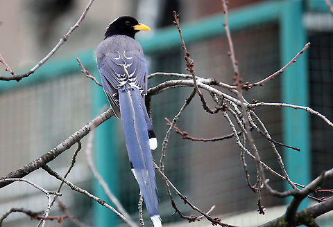 Yellow-Billed Blue Magpie Caught it during my vacation in Manali, Himachal Pradesh, India Geotagged,India,Urocissa flavirostris,yellow-billed blue magpie