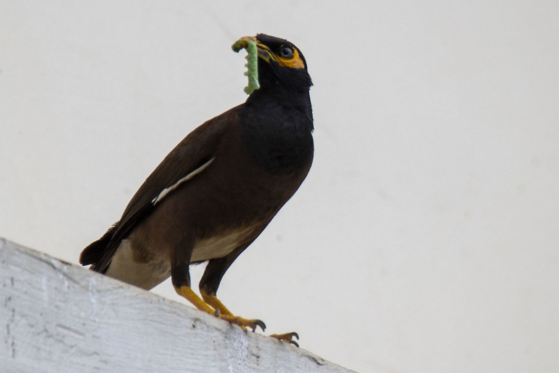 Myna with Caterpillar Captured from home. Acridotheres tristis,Common myna,Geotagged,India,Summer