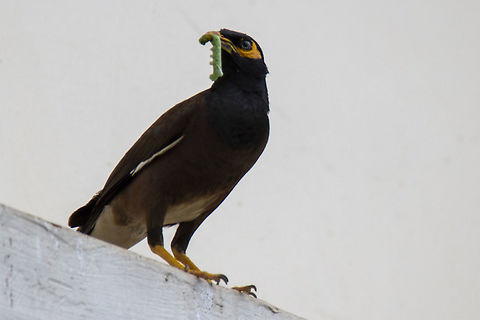 Myna with Caterpillar Captured from home. Acridotheres tristis,Common myna,Geotagged,India,Summer