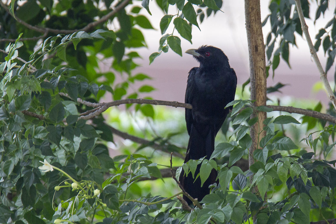 Male Asian Koel  Asian koel,Eudynamys scolopaceus,Geotagged,India,Summer
