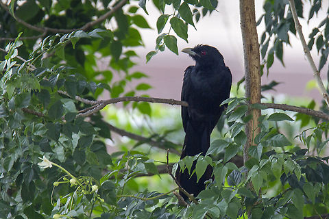 Male Asian Koel  Asian koel,Eudynamys scolopaceus,Geotagged,India,Summer
