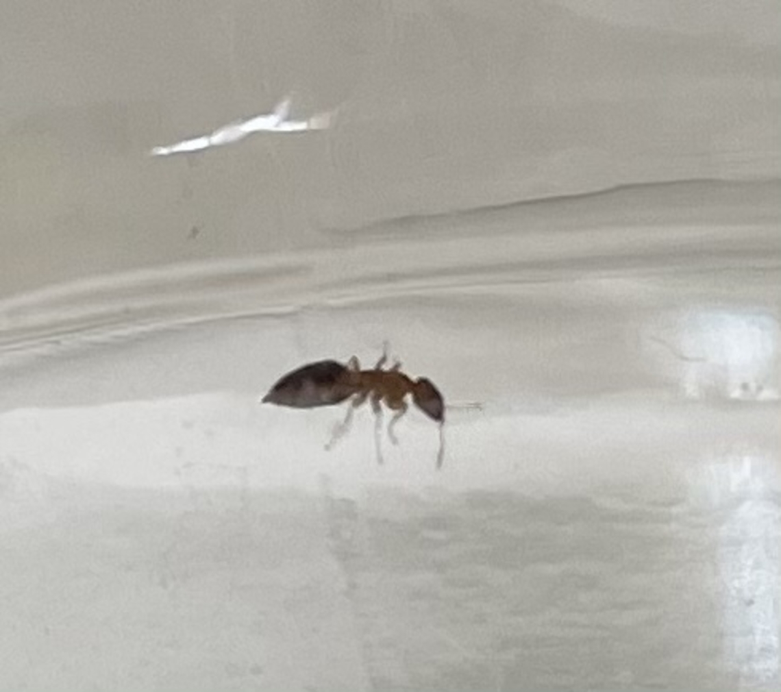 Can anybody help me identify this little fellow? He has being biting me a lot lately and causing allergic reactions.