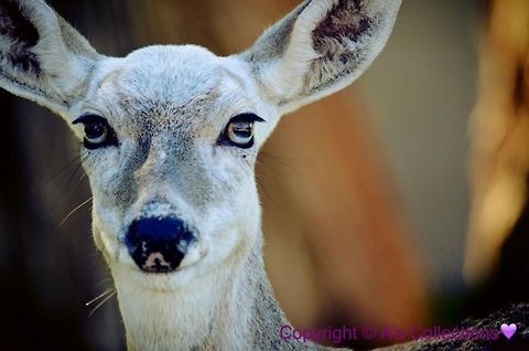 Doe Not sure if she is old or just a rare color, either way she is gorgeous!! Geotagged,Mule Deer,Odocoileus hemionus,United States
