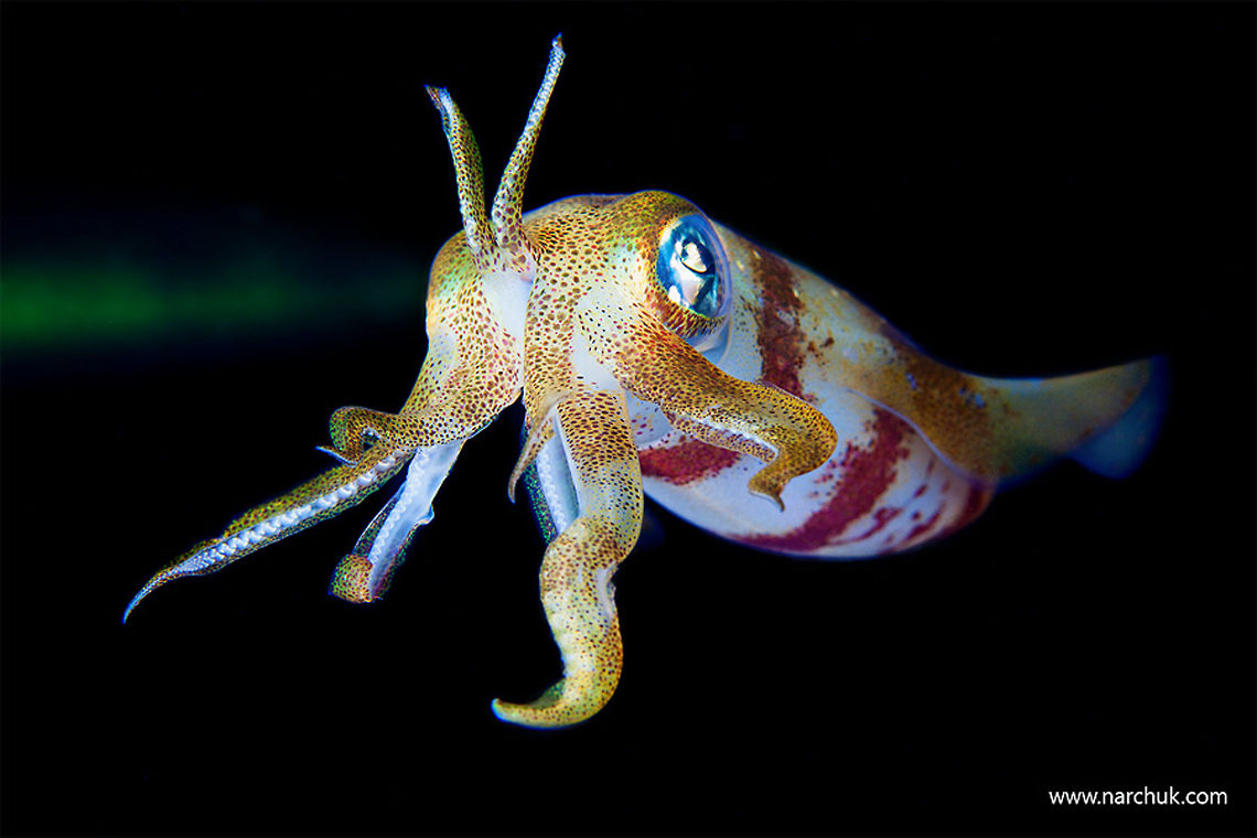 Sea jewels Red sea. Night dive.<br />
Reef squid. Bigfin reef squid,Night,Red Sea,Sepioteuthis lessoniana,squid
