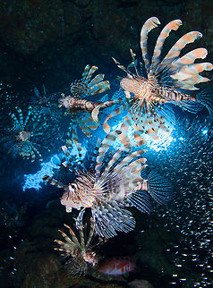 The star hunting Dahab canyon. Pterois volitans,Red Sea,Red lionfish