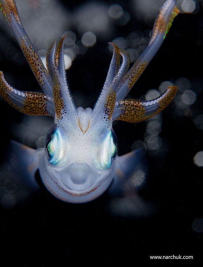 Alien portrait Squid near the water surface Bigfin reef squidSepioteuthis lessoniana,Red Sea,Sepioteuthis lessoniana,Underwater,portrait