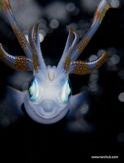 Alien portrait Squid near the water surface Bigfin reef squidSepioteuthis lessoniana,Red Sea,Sepioteuthis lessoniana,Underwater,portrait