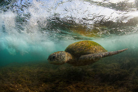At surf zone Green sea turtle near the bank of Sri-Lanka Chelonia mydas,Green sea turtle,Sri Lanka,ocean,wave
