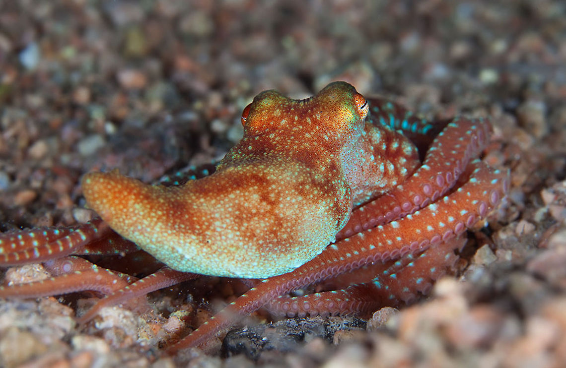 Octopus portrait  Atlantic white-spotted octopus,Octopus,Octopus luteus,Octopus macropus,Starry night octopus,red sea,underwater