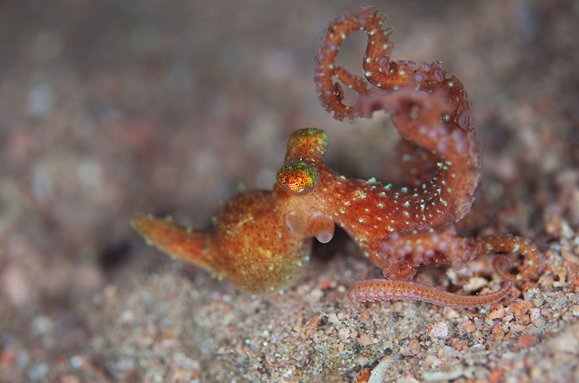 acrobat  Atlantic white-spotted octopus,Octopus luteus,Octopus macropus,Red Sea,Starry night octopus,Underwater,octopus
