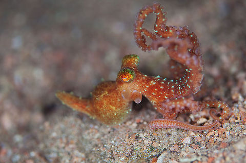 acrobat  Atlantic white-spotted octopus,Octopus luteus,Octopus macropus,Red Sea,Starry night octopus,Underwater,octopus