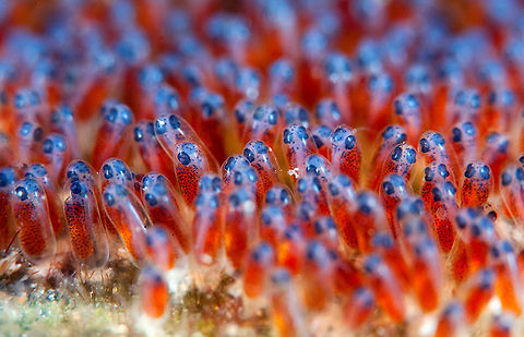 Red caviar  Amphiprion bicinctus,Red Sea clownfish,baby,caviar,red sea,super-macro