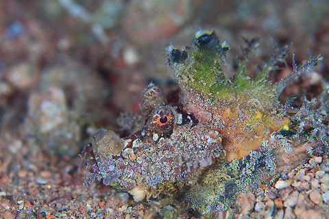 Punk  Inimicus filamentosus,red sea,scorpena,underwater