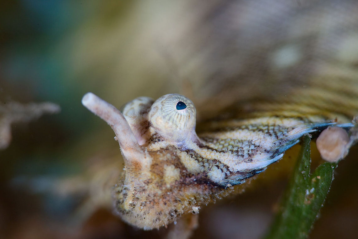 With a nose Soleichthys dori Red Sea,Soleichthys dori,Underwater,portrait