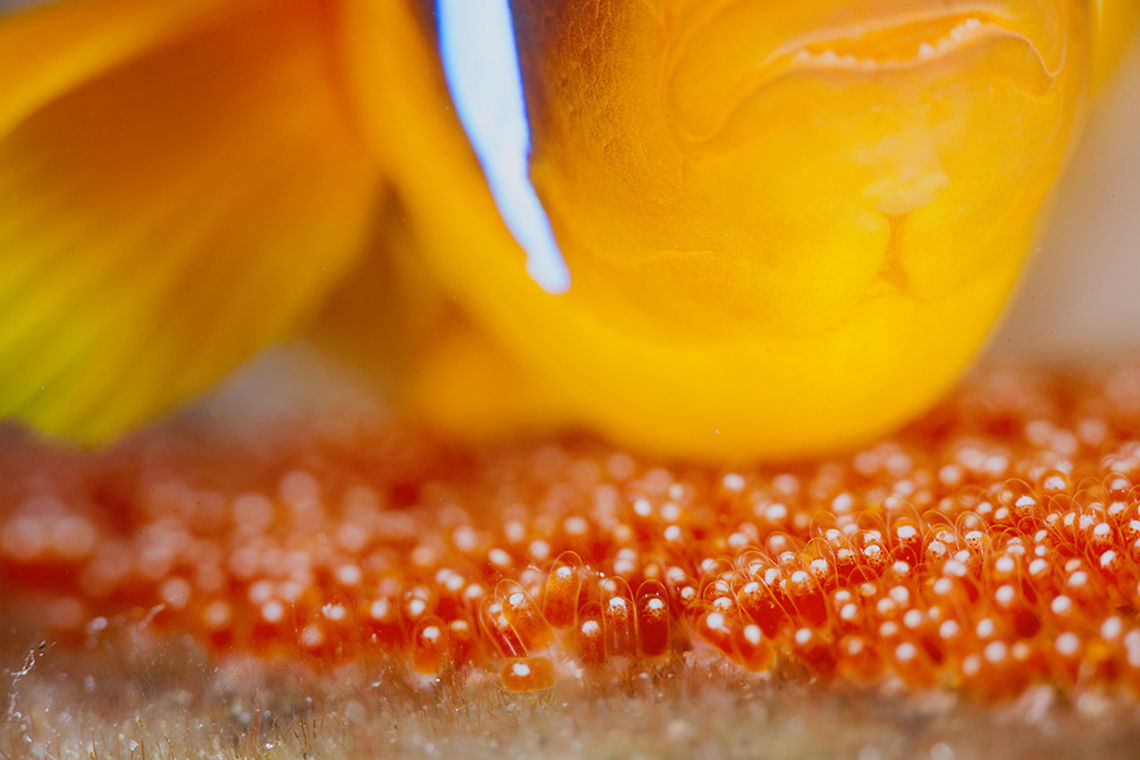 Family portrait Anemon-fish with it&#039;s caviar<br />
Red sea. Dahab Amphiprion bicinctus,Red Sea clownfish,cavisr,egg,mating