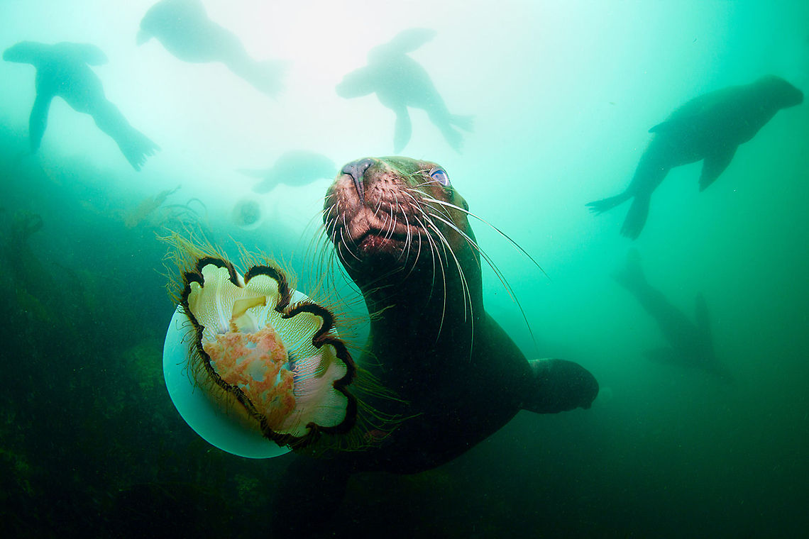 Toy Nothern sea lion and jellyfish<br />
Bering sea, Russia Bering sea,Eumetopias jubatus,Steller sea lion,jellyfish,sea,sea lion,underwater