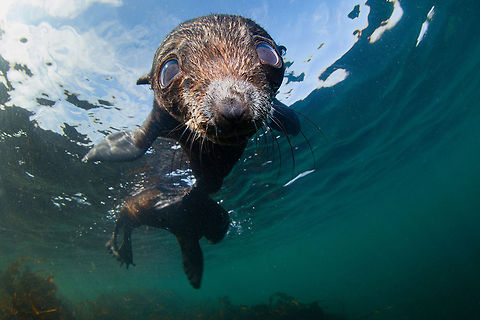 Puppy baby of north fur seal Bering sea,Callorhinus ursinus,Canada,Comma island,Geotagged,Northern fur seal,Russia,Underwater